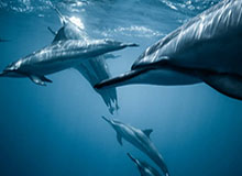 51八卦这波节奏被曝出内情，外面还不知道这一步最关键，有些人看到这一步已经不敢说话了